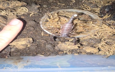 GIGANTOMETRUS SWAMMERDAMI SCORPION POSSIBLY FEMALE